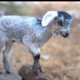 Сивата Коза